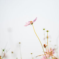 Daffodil Rises - Napiri