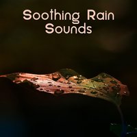 On Fresh Air - Rainforest
