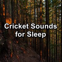 Loopable Grig Sounds - Musica relajante & Crickets & Nature Ambience