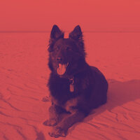 Swanky Solo Piano Jazz - Vibe for Dog Separation Anxiety - Piano Music for Dogs Deluxe