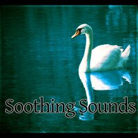 Mindfulness Meditation - Calming Music Ensemble