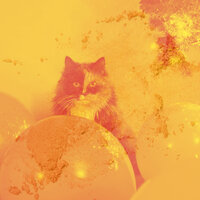 Cultured Backdrops for Cute Cat - Home Alone Cat