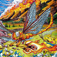 I Know You Rider - Dead & Company