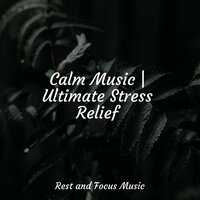 Spirit of Stars - The Sleep Specialist & Musica Reiki & Meditação Maestro