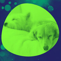 Understated Doggy Stress - Calm Relaxing Dog Music