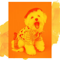 Marvellous Moods for Dog Training - Home Alone Dog Music