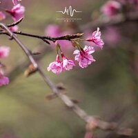 水墨人生 - 清音古韵