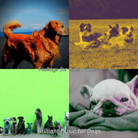 Warm Jazz Guitar Trio - Vibe for Separation Anxiety - Brilliant Music for Dogs