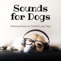 Balanced Relief - Music for Dogs Collective