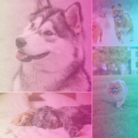 Background for Treating Dox Anxiety - Music for Leaving Dogs Home Alone