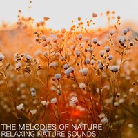 Flowing Waters of Tranquility - Nature Sounds & Sleep Sounds Of Nature & Pro Sounds of Nature