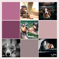 Serene (Stressed Pup) - Relax My Dog Music