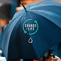 Rain Under Large Umbrella, Pt. 21 - Sounds Of Life