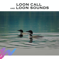 Loon Sounds - White Noise Radiance & Loon Sounds & Nature Sounds