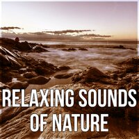 Relaxing Sounds of Nature (Wind & Rain) - Awesome Nature Sounds Ensemble
