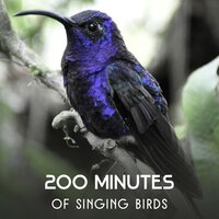 Background Birds with River Floating - Harmony Nature Sounds Academy