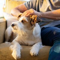 Preludio De Patas Suaves - Buenos dias musica & Música para Perros Clásicos & Músicas Para Cachorros