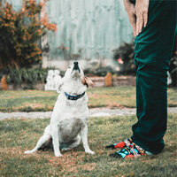 Quiet - Music for Dogs & Pet Care Music Therapy & Sleep Music For Dogs