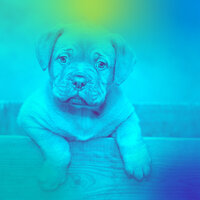 Dream-Like Backdrops for Doggy Wellness - Relaxing Music for Dogs
