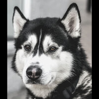 Music (Echo) - Flawless Dog Calming Music