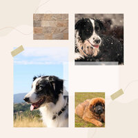 Feelings - Happy Dog Walks - Calming for Dogs