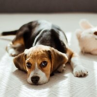 Closer to Home - Music for Calming Dogs & Music for Leaving Dogs Home Alone & Sleepy Dogs