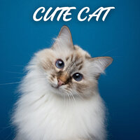 Classify - Cat Relaxing Master