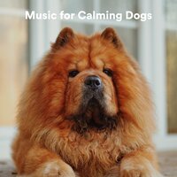 7 Chakraz - Music for Leaving Dogs Home Alone & Music for Calming Dogs & Sleepy Dogs