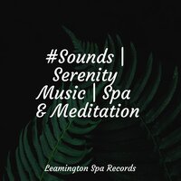 Soft Chords - Nature Sounds Nature Music & Best Relaxing Spa Music & Music to Relax in Free Time