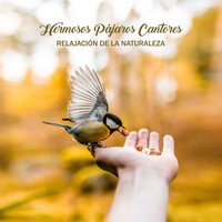 Cantando Armonía - Zona de Relajación del Cielo