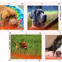 Awesome Dog Care - Jazz for Dogs Classics