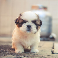 Meandering Stream - Sleep Music For Dogs & Sleepy Dogs & Dog Music
