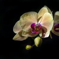 Unwind - Natural Sample Makers & Tinnitus Aid & White Noise Sleep Sounds