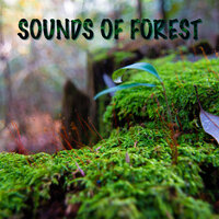 Night in the Rain Forest - Zen Meditation Garden & Nurture of Nature
