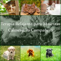 Poniendo al Perro a Dormir - Academia de Música para Animais