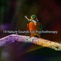 Wild Ambience - Sleep Songs with Nature Sounds
