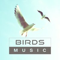 Afternoon in the Forest - Bird Sounds
