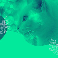 Trio Jazz Soundtrack for Cute Kitten - RelaxMyCat