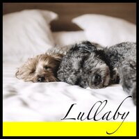 Light Housekeeper - Puppy Music