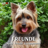 Ein leises Lied für dein Haustier - RW Fröhliche Musik für Hunde