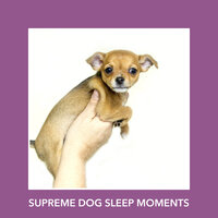 Warming Meditation Moments - Relaxing Dog Music