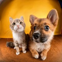 Rutas Felices Para Mascotas - Reiki para criaturas & Rosas secas & El sonido alrededor