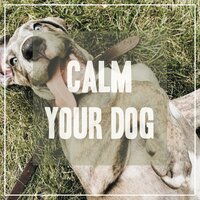 Happy Dog - Pet Music