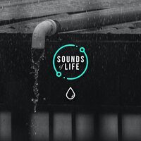 Rain and Gutter Noise, Pt. 12 - Sounds Of Life