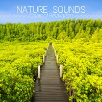 Best Meditation - Natural World Records