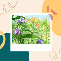 Background for Refreshing Spring - Office Music Playlist