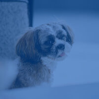 Quartet Jazz Soundtrack for Calming Pups - Dog Sleeping Soundtracks Deluxe