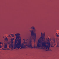 Inspired Ambience for Relaxed Dogs - Dog Music Hour