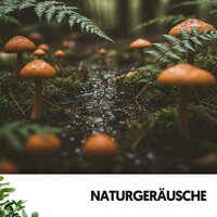 Sternenhimmel - Cat Music Therapy & Rain Wonder & Entspannungsmusik
