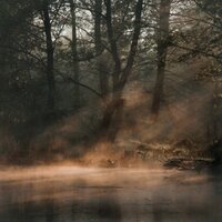 Stay in the forest - dxnai